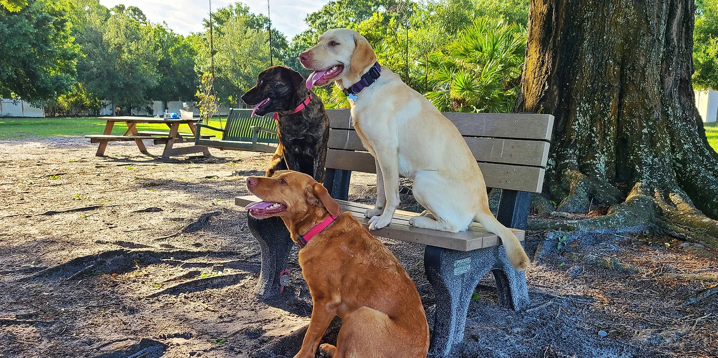 3 dogs on bench
