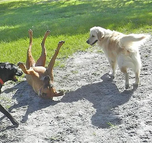 three dogs playing