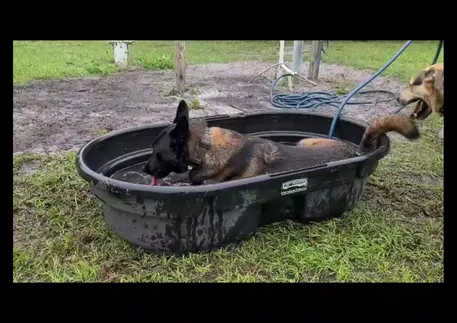 dog taking a bath in tub