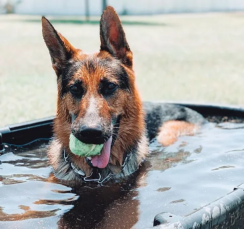 german shepard taking bath