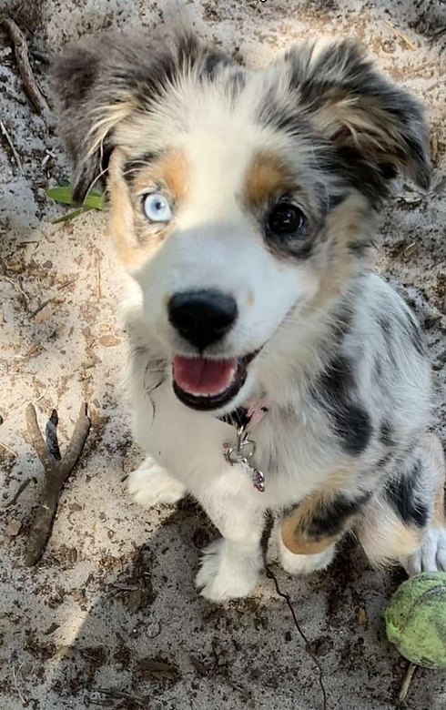 little pup at Ott's