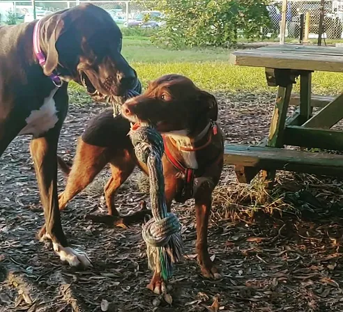 two dogs playing tug of war at Ott's