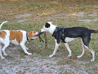 dogs playing tug of war at Ott's